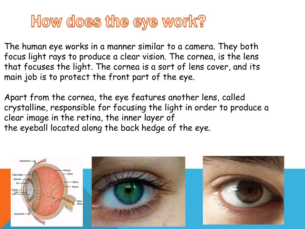 PPT The Eye PowerPoint Presentation, free download ID2160688