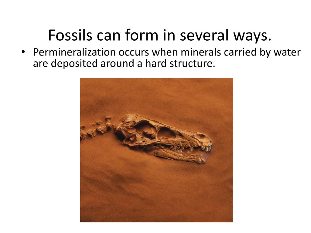 PPT Fossils & History of Life PowerPoint Presentation, free download