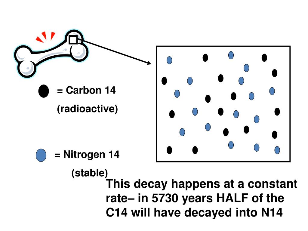 PPT 1. Fossil Evidence PowerPoint Presentation, free download ID