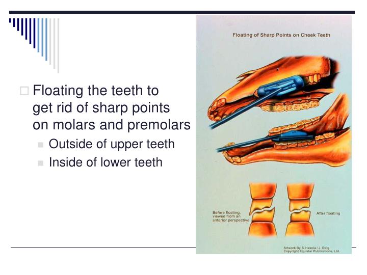 PPT Equine Dentition PowerPoint Presentation ID2162691