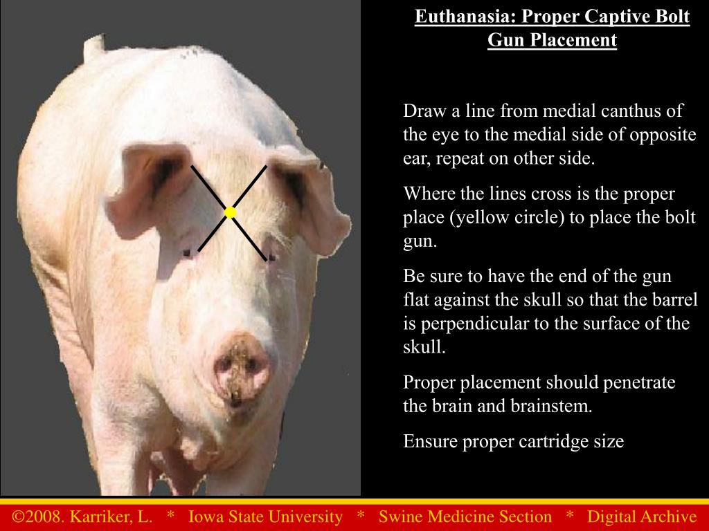 PPT Euthanasia Proper Captive Bolt Gun Placement PowerPoint Presentation ID2163357
