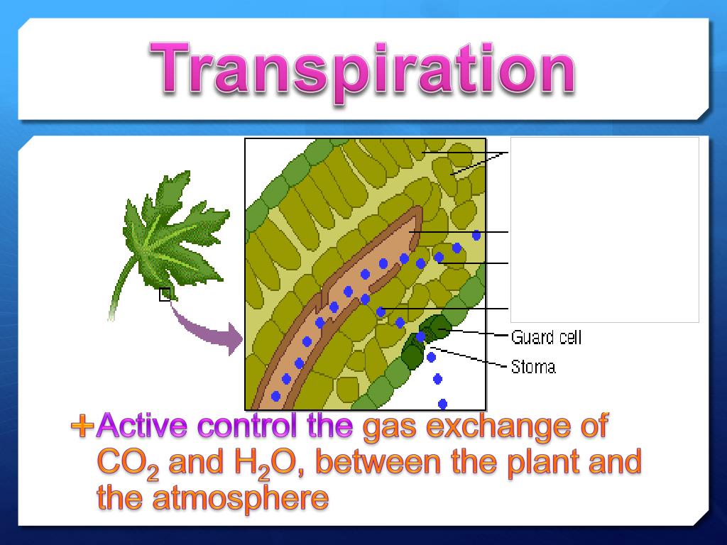 PPT Homeostasis, Transpiration, Tropisms, & Turgor Pressure