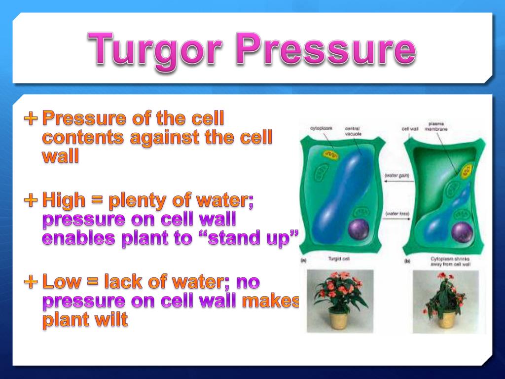 PPT Homeostasis, Transpiration, Tropisms, & Turgor Pressure
