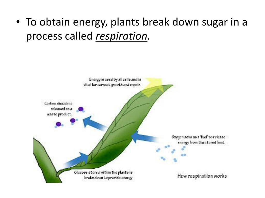 PPT Processes Required for Plant Survival PowerPoint Presentation