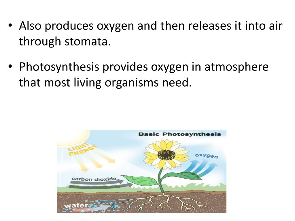 PPT Processes Required for Plant Survival PowerPoint Presentation