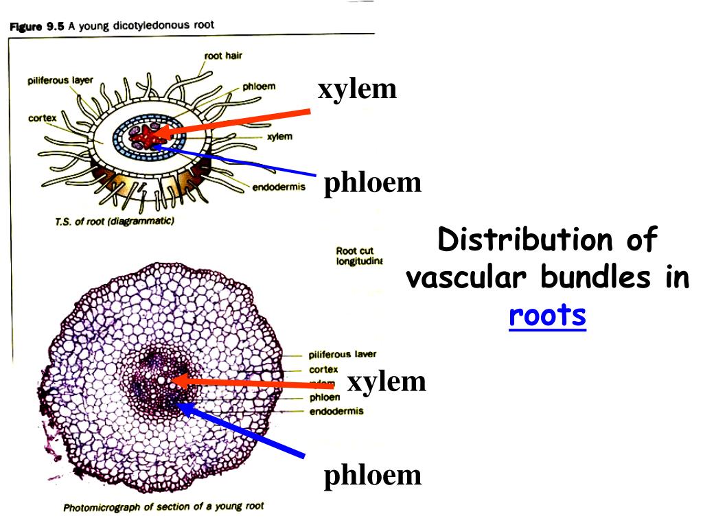 PPT state the functions of xylem and phloem. PowerPoint Presentation