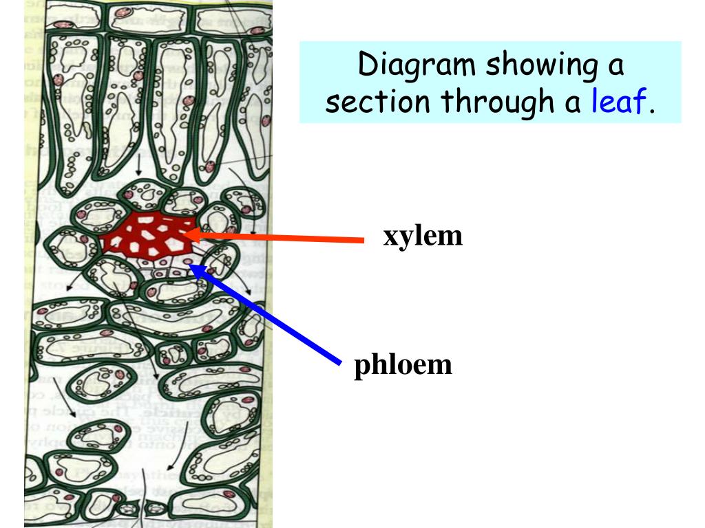 PPT state the functions of xylem and phloem. PowerPoint Presentation