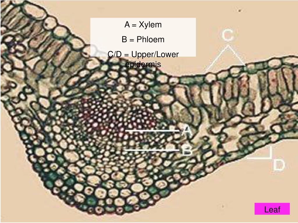 PPT state the functions of xylem and phloem. PowerPoint Presentation