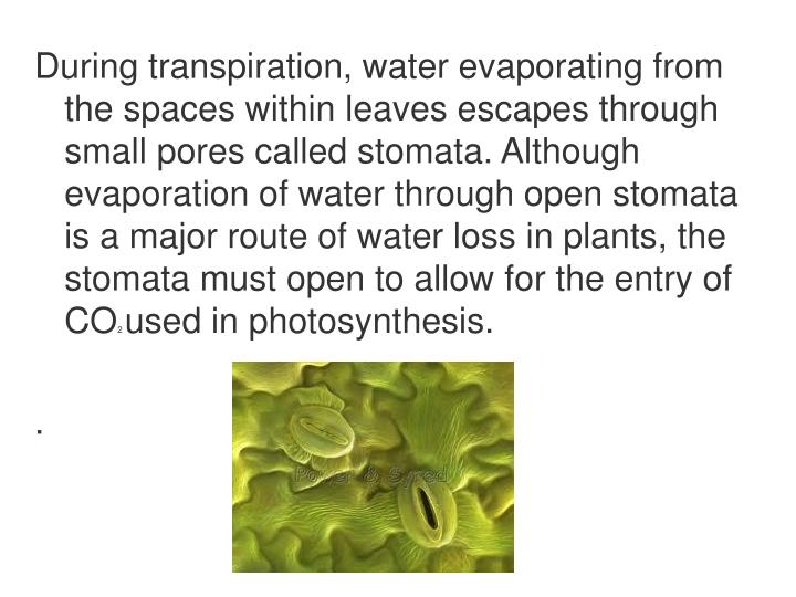 PPT Transpiration Lab PowerPoint Presentation ID2164167
