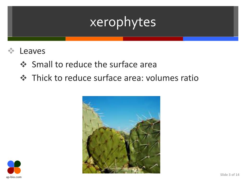 PPT Xerophytes & Transpiration Factors PowerPoint Presentation ID