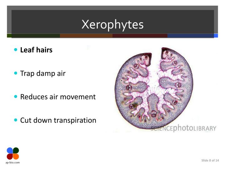 PPT Xerophytes & Transpiration Factors PowerPoint Presentation ID