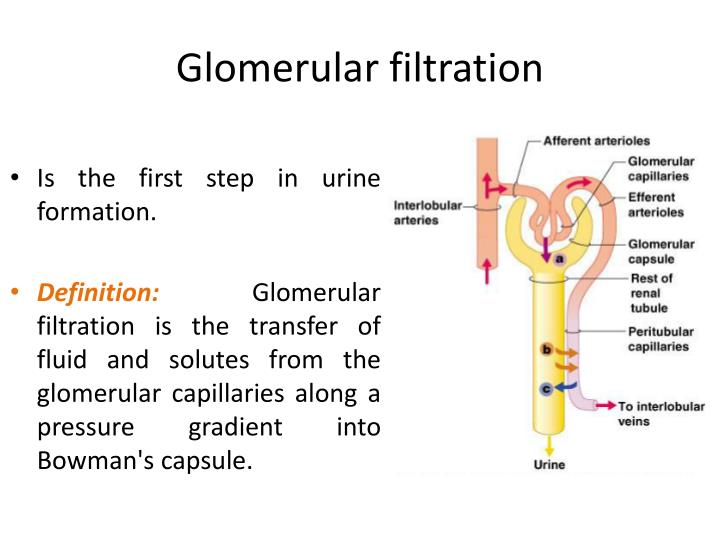 PPT GLOMERULAR FILTERATION PowerPoint Presentation ID2165375