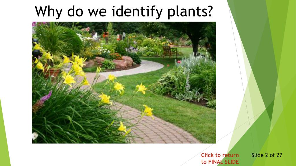 PPT IDENTIFYING ORNAMENTAL PLANTS PowerPoint Presentation, free download ID2167015