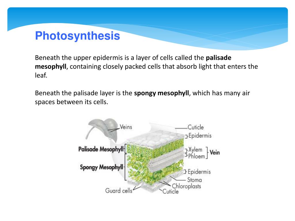 PPT Plant Notes PowerPoint Presentation, free download ID2167591