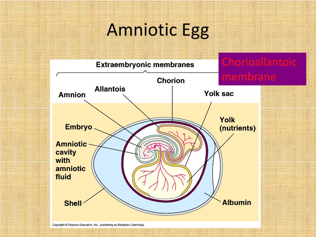 PPT Reptiles PowerPoint Presentation, free download ID2170378