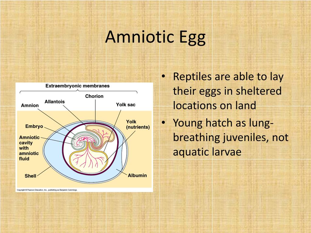 PPT Reptiles PowerPoint Presentation, free download ID2170378