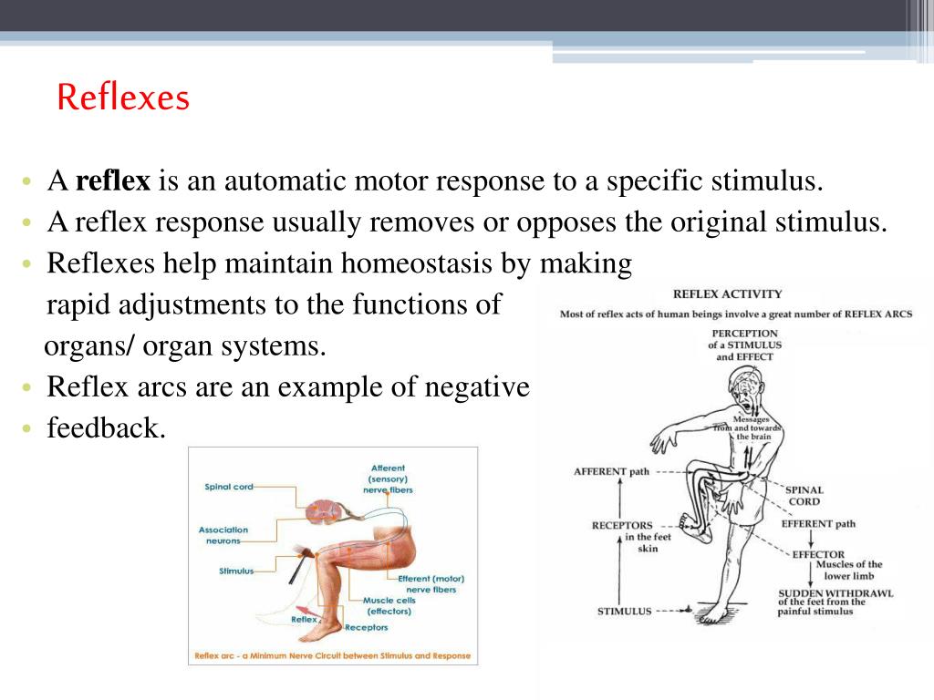 PPT The Nervous System Nerve Plexuses, Reflexes, and Sensory and