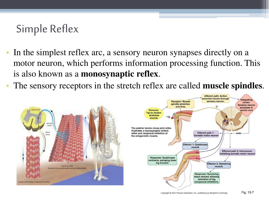 PPT The Nervous System Nerve Plexuses, Reflexes, and Sensory and