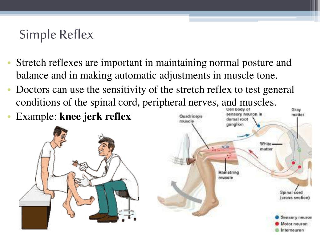 PPT The Nervous System Nerve Plexuses, Reflexes, and Sensory and