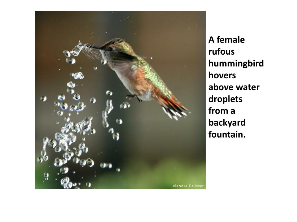 PPT Rufous Hummingbird PowerPoint Presentation, free download ID