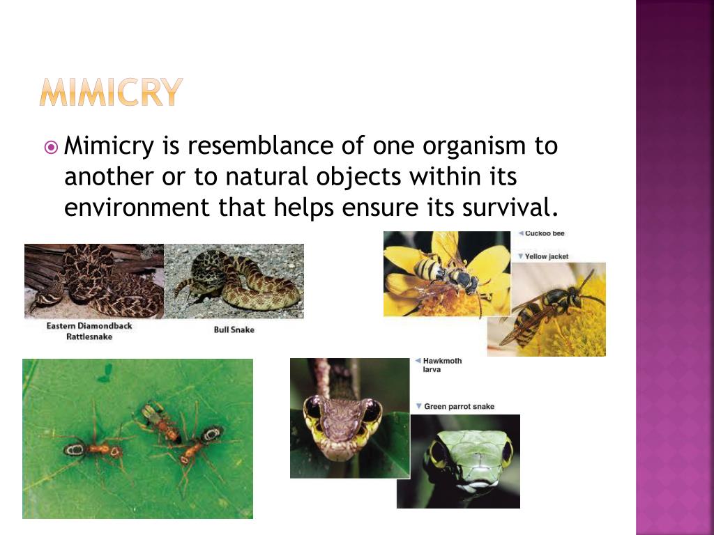 PPT Behavioral and structural Adaptations PowerPoint Presentation
