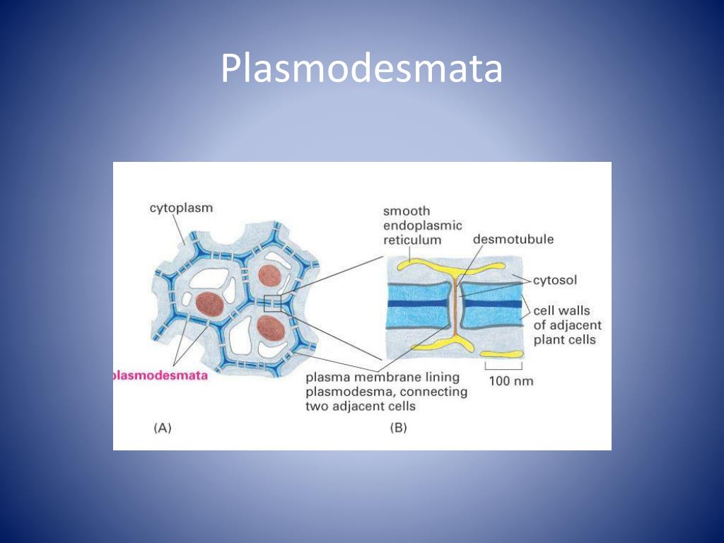PPT Honors Biology Chapter 4 Cells PowerPoint Presentation, free download ID2174575