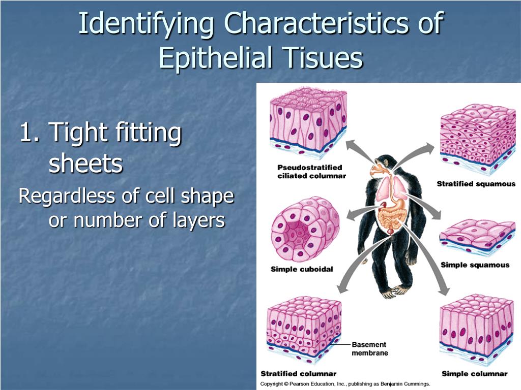 PPT Tissues Introduction Epithelial Tissue Classification Glands