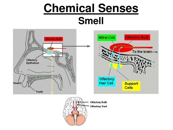 PPT Chemical Senses Taste and Smell PowerPoint Presentation ID2175189