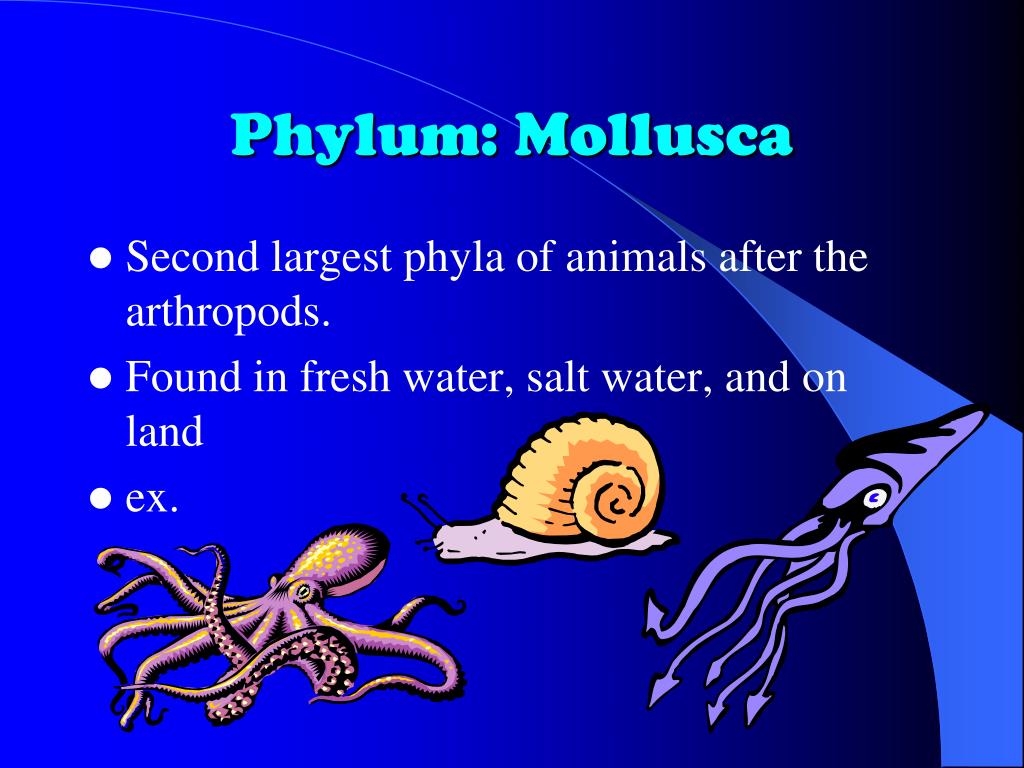 PPT Worms and Mollusks PowerPoint Presentation, free download ID
