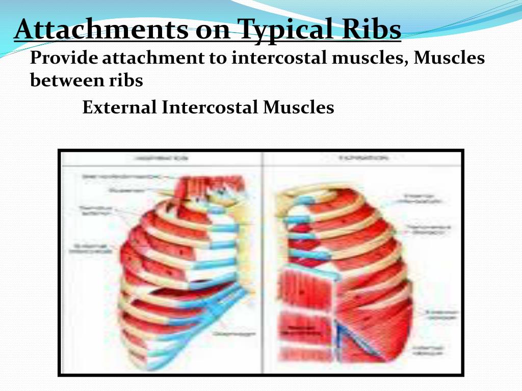 PPT General Features And Attachments Of Typical Ribs & Atypical Ribs