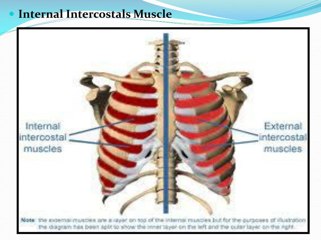 PPT General Features And Attachments Of Typical Ribs & Atypical Ribs