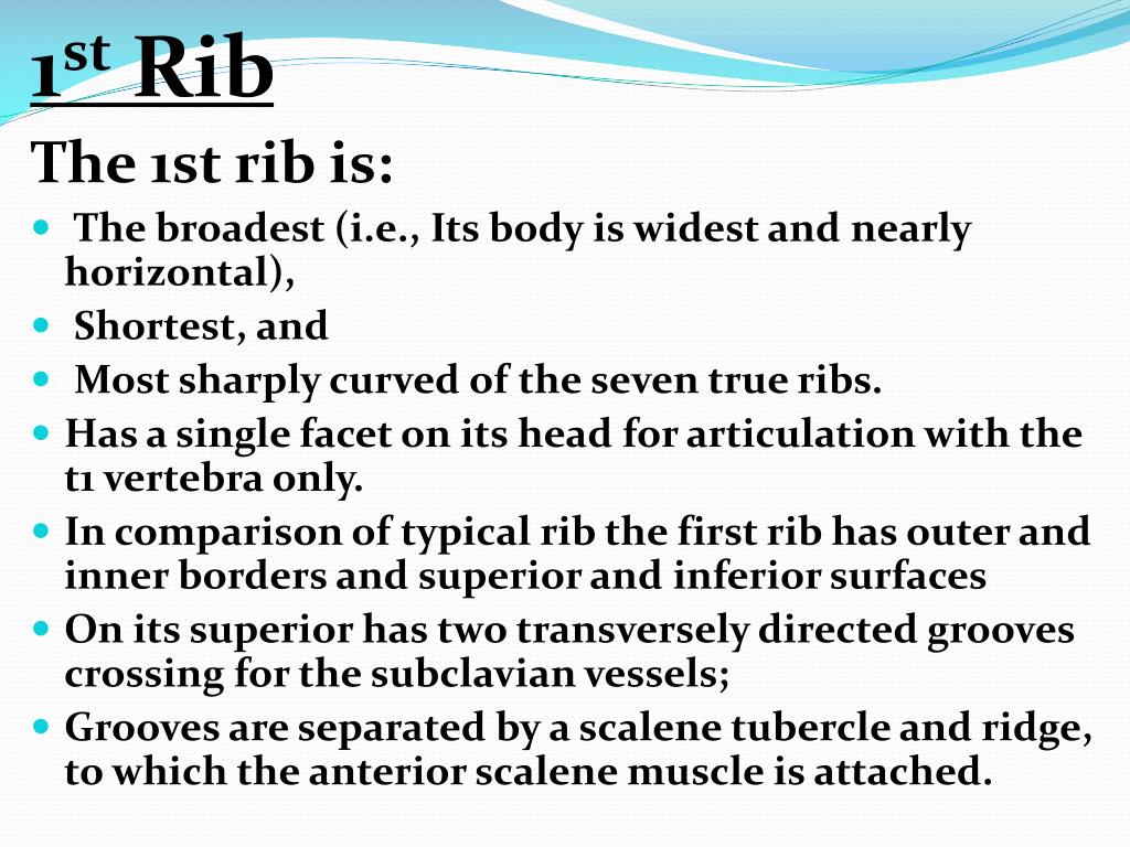 PPT General Features And Attachments Of Typical Ribs & Atypical Ribs
