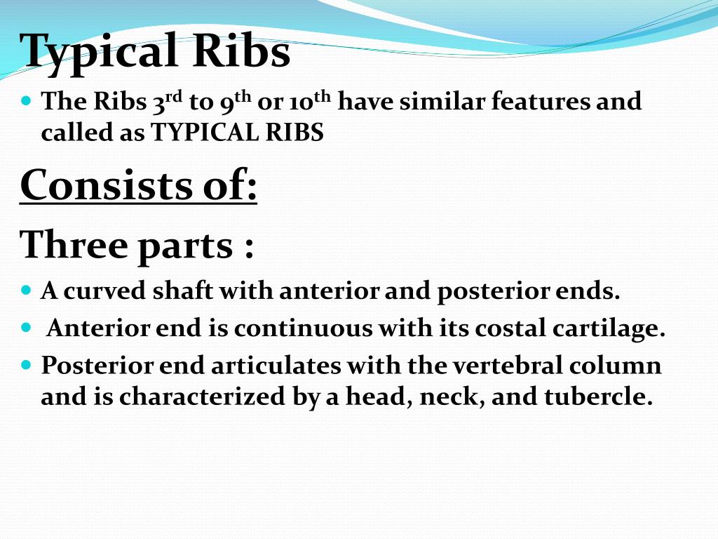 PPT General Features And Attachments Of Typical Ribs & Atypical Ribs