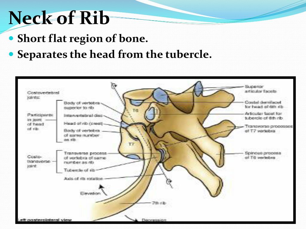 PPT General Features And Attachments Of Typical Ribs & Atypical Ribs