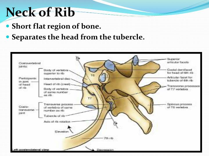 PPT General Features And Attachments Of Typical Ribs & Atypical Ribs