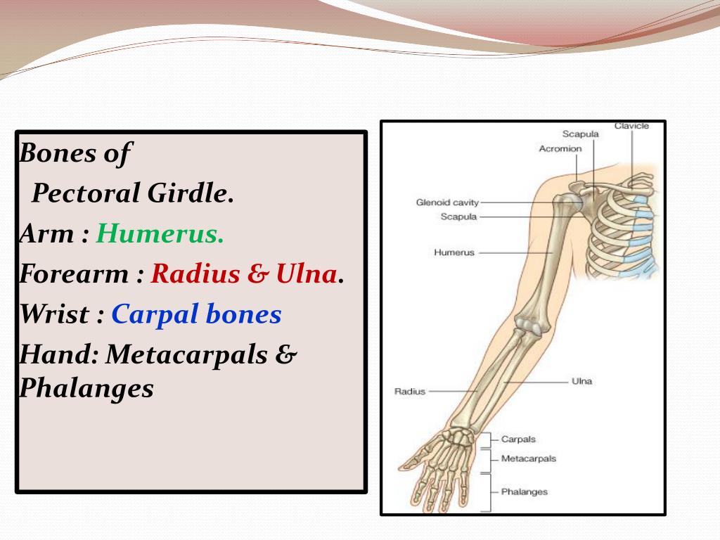 PPT BONES OF THE UPPER LIMB PowerPoint Presentation
