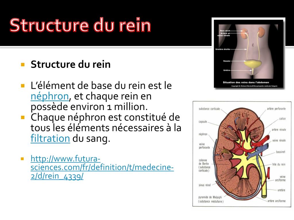 PPT Les reins PowerPoint Presentation, free download ID2177355