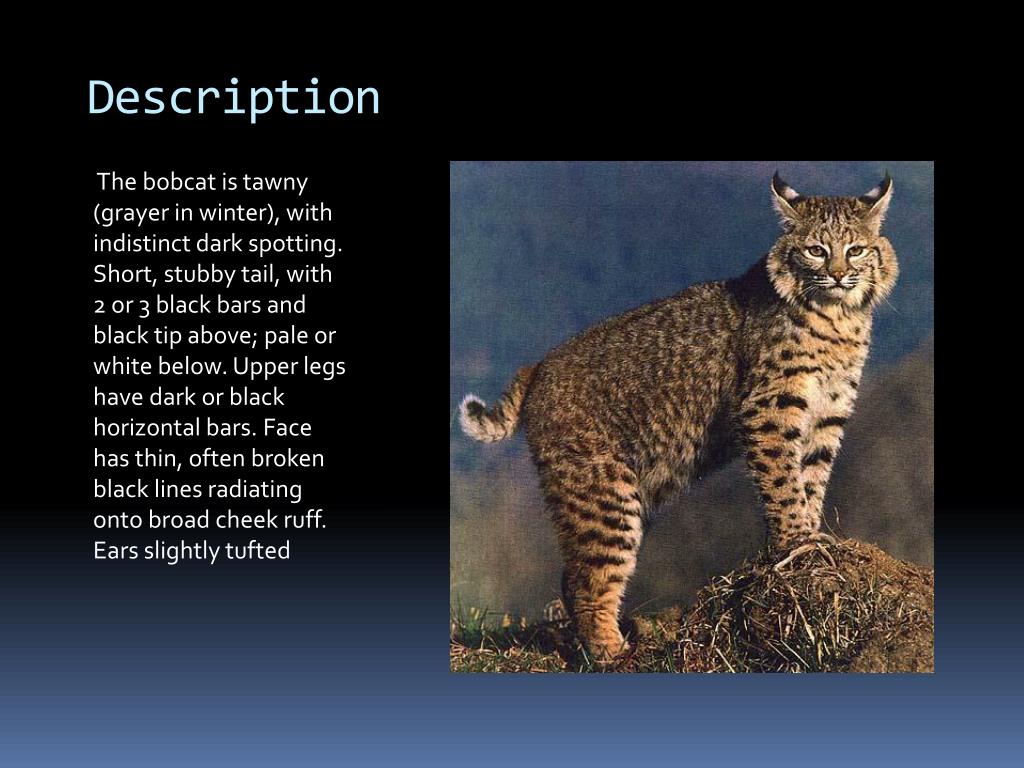 PPT Mexican Bobcat PowerPoint Presentation, free download ID2177462