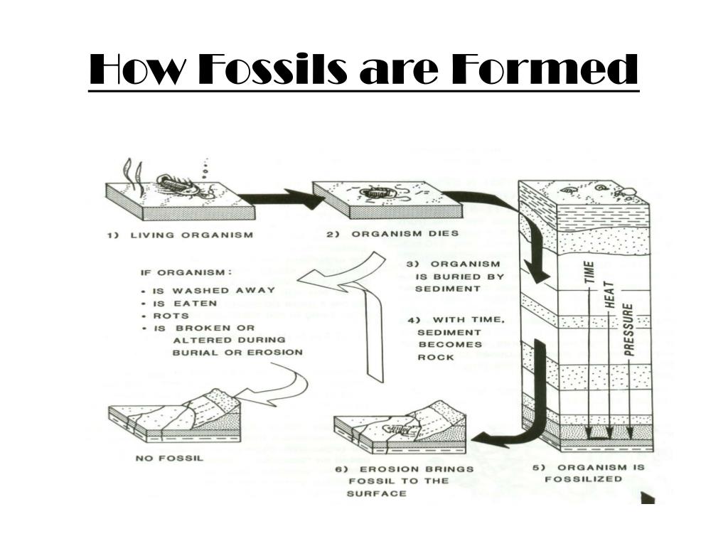 PPT Paleontology PowerPoint Presentation, free download ID2178227