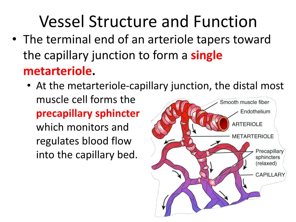 PPT Vessel Structure and Function PowerPoint Presentation, free