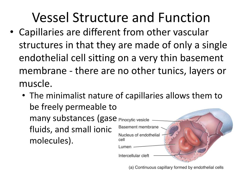 PPT Vessel Structure and Function PowerPoint Presentation, free