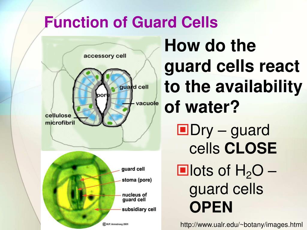 PPT Transpiration Mr. West AP Biology PowerPoint Presentation, free