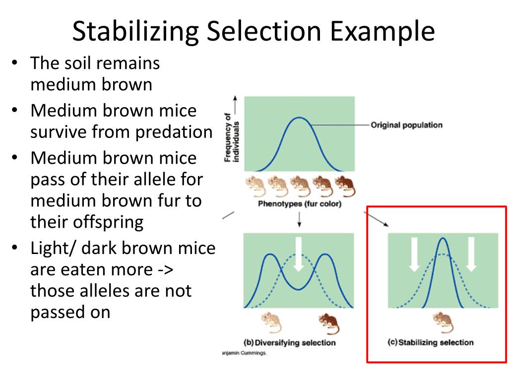 PPT Types of Natural Selection PowerPoint Presentation, free download