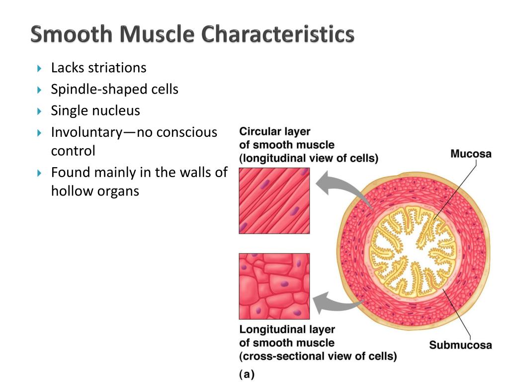 PPT Muscular System PowerPoint Presentation, free download ID2181286