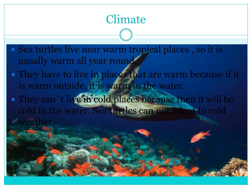 PPT Sea turtles PowerPoint Presentation, free download ID2181300
