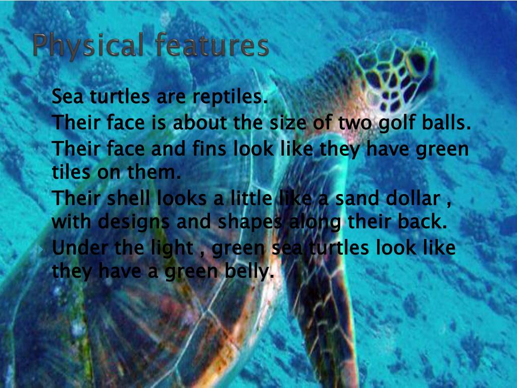 PPT Sea turtles PowerPoint Presentation, free download ID2181300