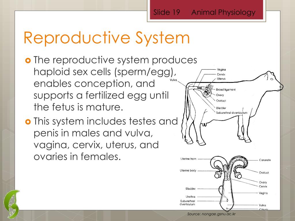 PPT - Animal Physiology PowerPoint Presentation, free download - ID:2182113