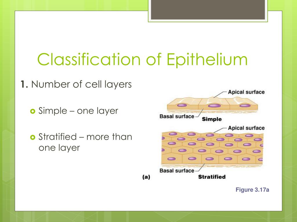 PPT Body Tissues PowerPoint Presentation, free download ID2182189
