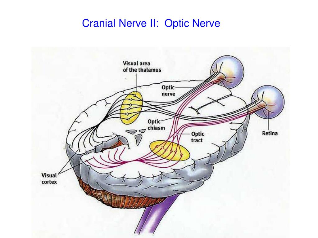 PPT Cranial Nerves PowerPoint Presentation, free download ID2184906