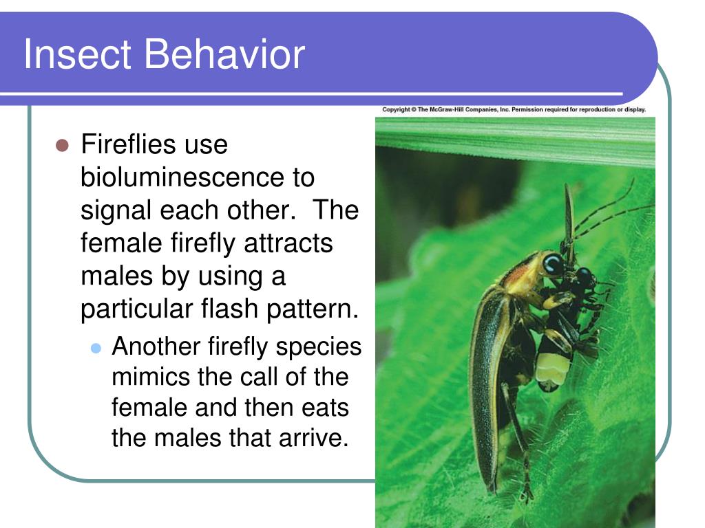 PPT Hexapods PowerPoint Presentation, free download ID2185075